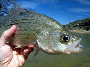 Whitebass